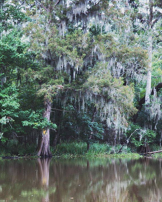 Louisiana Bayou Fine Art Photograph, Affordable Home Decor, Spanish Moss  Cypress Tree Swamp Photography -  Canada