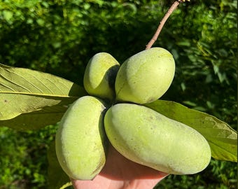 Paw Paw (Asminia triloba) seeds