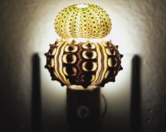 Seashell Night Light: Handcrafted Round Shell & Sea Urchin, Auto Sensor