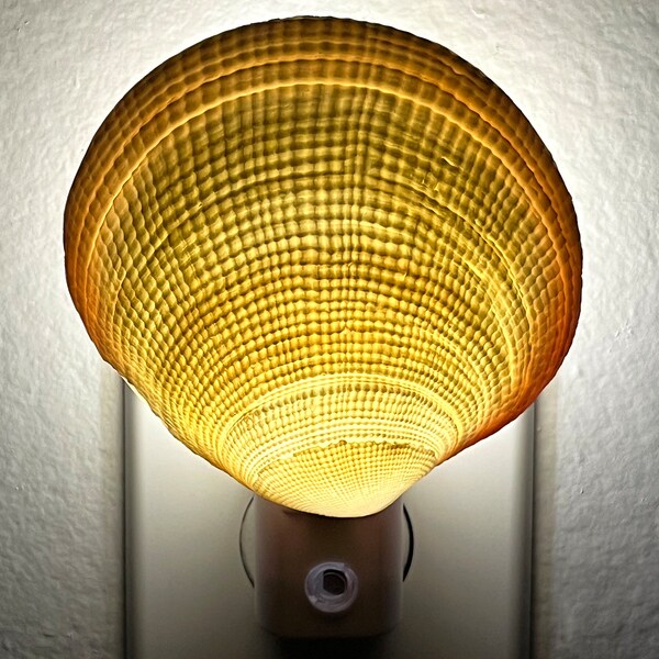 Seashell Night Light Etsy