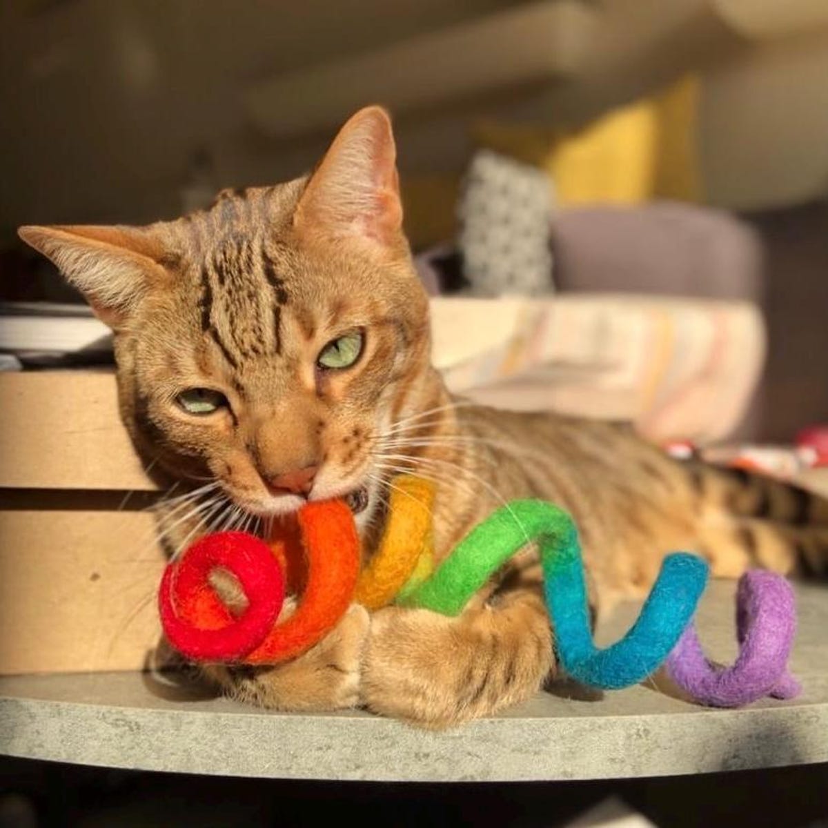 Wool Spiral Cat Toys - Choose Your Color & Size - Etsy