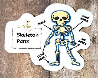 Skeleton Parts Vinyl Sticker or Magnet - Radiology Gift                                            SM-1069