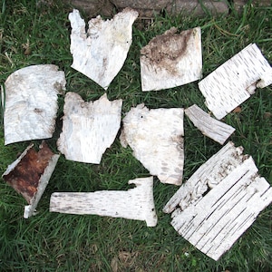 Birch Bark Sheets, Birch Bark, Tree Bark, Birch Sheets, Christmas Birch Crafts Garden B9