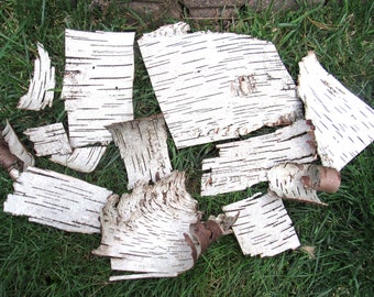SALE White Birch Bark, Birch Bark, Tree Bark, Birch Sheets, Christmas Decor Birch Crafts Garden B3