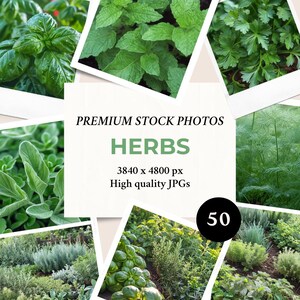 Herbs 50 Stock Photos | Images Bundle For Social Media Marketing & Branding