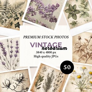 Paquete de 50 fotos/imágenes de herbario vintage para marketing en redes sociales y branding