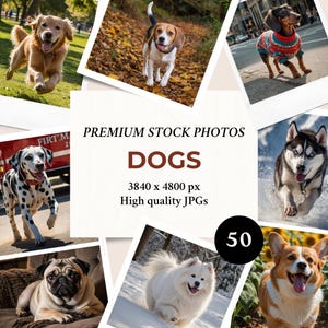 Chiens 50 Photos | Lot d'images pour le marketing sur les réseaux sociaux et l'image de marque