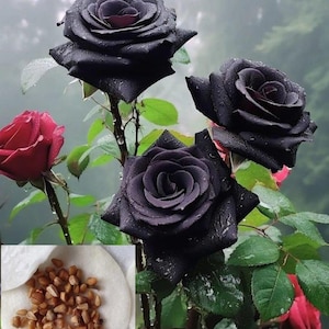 Rare Black Rose Seeds / 30 Seeds– Exotic Mystical Roses, Unique Bloom Transformation, Perfect for Garden Enthusiasts