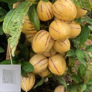 Pepino Melon Seeds: Grow Sweet Exotic Fruit Tree