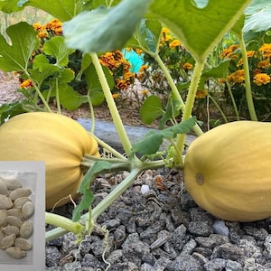 Spaghetti Squash Frön: Sällsynt Heirloom Pumpa - Hemodling
