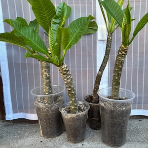 Live Plumeria Cutting: Tropical Frangipani Plant - Fragrant Blooms