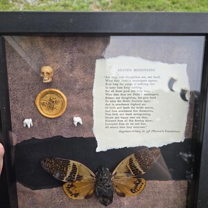 Real Preserved Cicada - Creepy Oddity Framed Art With Teeth and Claws