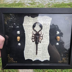 Framed Real Scorpion - Oddity Gothic Inset Display - Real Asian Forest Scorpion
