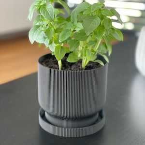 Vase Indoor Basil - Etsy