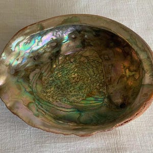 May include: A large iridescent abalone shell with a deep, bowl-shaped interior. The shell has a natural, organic texture and displays a range of colors, including green, blue, and purple.