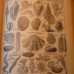 Mollusks - French Lithograph - Sea Shells and Creatures- 1920s original page from French Dictionary - Petit Larousse