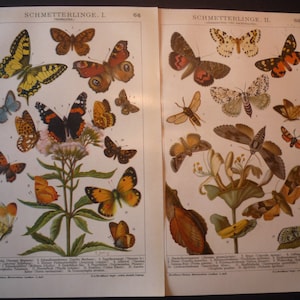 Könnte beinhalten: Zwei Seiten aus einem alten Buch mit Illustrationen von Schmetterlingen und Motten. Die Illustrationen sind handgemalt und zeigen verschiedene Schmetterlings- und Mottenarten in ihren natürlichen Lebensräumen. Die Seiten sind mit "Schmetterlinge I" und "Schmetterlinge II" beschriftet und enthalten die wissenschaftlichen Namen jedes Insekts.