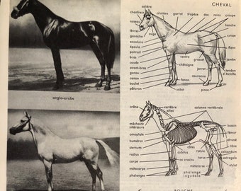 Horses - 1950s original illustration from French Dictionary - beautiful print - for French students equestrians - framable