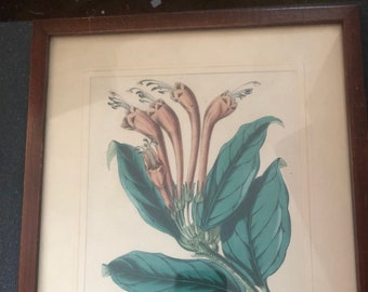 Lipstick Plant Framed Victorian Botanical Antique Matted Framed Hand-colored print aeschynanthus longiflorus Rare