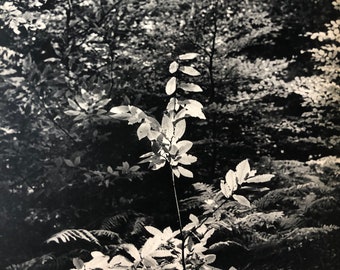 Flower in the Woods by Brassai | 1938 Original Published Heliogravure | Vintage Fine Art Photography | Framable Wall Art