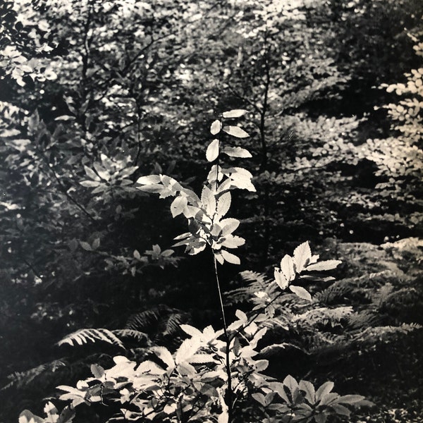 Flower in the Woods by Brassai | 1938 Original Published Heliogravure | Vintage Fine Art Photography | Framable Wall Art