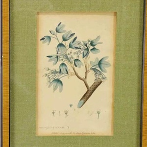 1788 Botanical  Framed etching by F D Nodder Flower Hand colored 18th century print Framed Beautiful Wall Art