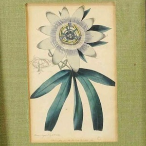 1788 Passion Fruit Botanical | Framed 18th century etching by F D Nodder Hand colored flower print | Beautiful Wall Art