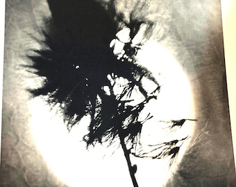 1939 Erwe Le soleil à travers une plante | héliogravure |  Photographie stylisée de collection 33 x 10 pouces Art mural encadrée par presse Kondor