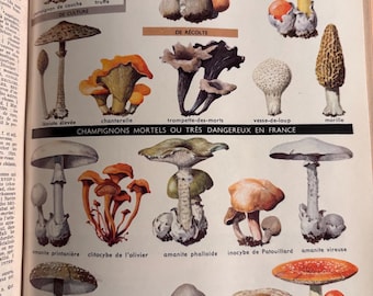 Mushroom - 1950s original color  illustration from French Dictionary - for French students  - framable