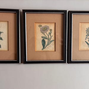 May include: Three framed botanical prints. Each print features a detailed illustration of a different flower, with stems and leaves. The frames are black with a silver inner edge, and the prints are set against a tan background.