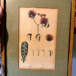 May include: A framed botanical illustration of a pea plant with red flowers and green pods. The illustration is labeled "Plate III" and includes a detailed diagram of the plant's parts.