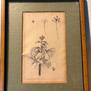 1788 Botanical Print | Framed etching by F D Nodder Flower Hand colored 18th century English print Framed Rare Beautiful Wall Art