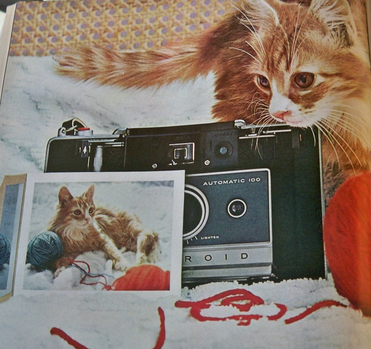 Productiviteit Makkelijk te gebeuren Stiptheid Kitten Plays With the Camera 3 Sizes to Choose From - Etsy Norway