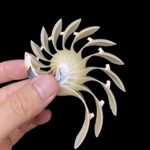 May include: A cross-section of a nautilus shell displaying its internal spiral chambers. The shell features a smooth, cream-coloured surface with thin, curved septa radiating from the centre, showcasing the natural geometric structure of the mollusk.