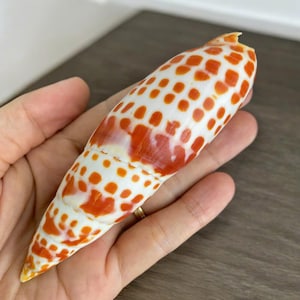 Grote Mitra-schelp (125 mm): uniek kustdecor, zeemanscadeau
