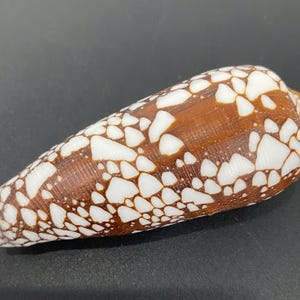 Conchiglia a cono aureo (3 pollici), Conchiglia a cono con motivi, Collezione Conus aureus, Conchiglia a cono con motivi, Collezione di conchiglie uniche, Conchiglia a cono rara