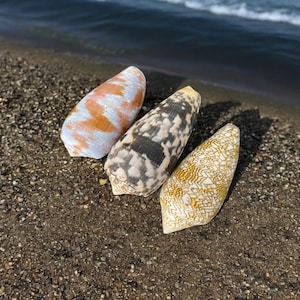 Set of 3 shells: Conus Geographus, Conus Striatus STRIATE CONE, Conus Textile 60-80mm, Seashell Collection, Coastal Home decor