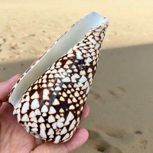 Extremely Rare Large Cone Shell 135mm | Unique Shell Collection | Seashell Specimen | Marble Cone Shell (Only 1 Shell Available)