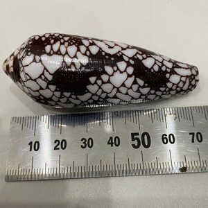 May include: A white and brown seashell with a spotted pattern, measuring approximately 5 cm in length.