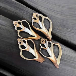 May include: Four brown seashells with a heart-shaped opening. The shells are arranged in a cluster on a dark wooden surface.