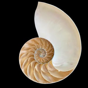 Rare Half-Cut Nautilus Shell: Tiger Stripe Seashell Decor (6-7 Inches)