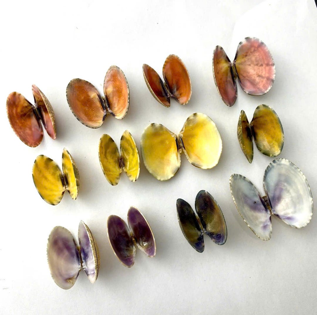 Extremely Rare Color Clam Shell (color Inside Shell), 12pcs Scallop ...