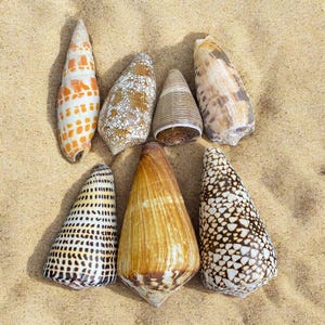 Collezione di conchiglie coniche rare: grandi conchiglie, decorazioni costiere