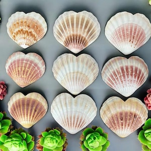 Puede incluir: Nueve conchas en forma de corazón con un esquema de color rosa y blanco. Las conchas están dispuestas en tres filas de tres.