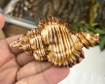 Rare Natural Water Conch Shell (12-15cm) - Hexagonal Treasure