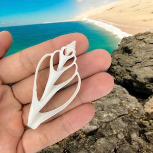 May include: White seashell with a delicate, intricate design. The shell is open and has a spiral shape. It is a beautiful example of nature's artistry.