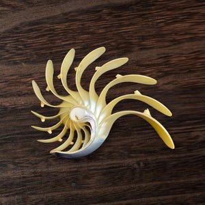 Noyau de coquillage Nautilus Découpé à la main 10-12 cm | Décoration naturelle en spirale de coquillages | Collection océan, oeuvre d&#39;art murale, décoration d&#39;Halloween
