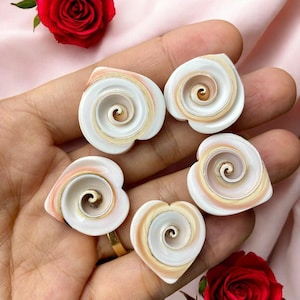 May include: Five white heart-shaped seashells with a spiral pattern in the center. The shells have a light pink and orange color around the edges.