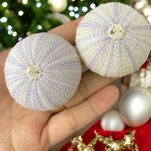 Set 2 Purple Urchins Wedding decor | Sea Urchins decor | Coastal decor | Nautical decor | Sea Urchins Summer decor | Colorful Urchins