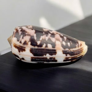 Large Conus Striatus shell collection,  STRIATE CONE from Vietnam, Vietnam Specimen Collector Seashell, Patterned Cone shell collection